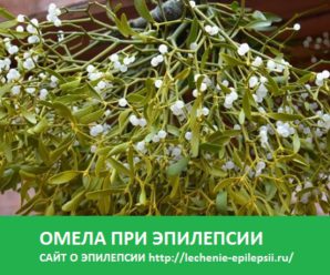 Омела при эпилепсии