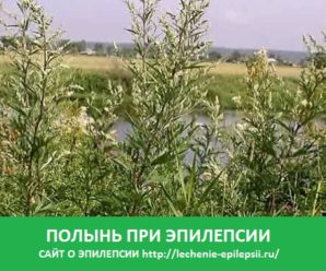 Полынь при эпилепсии